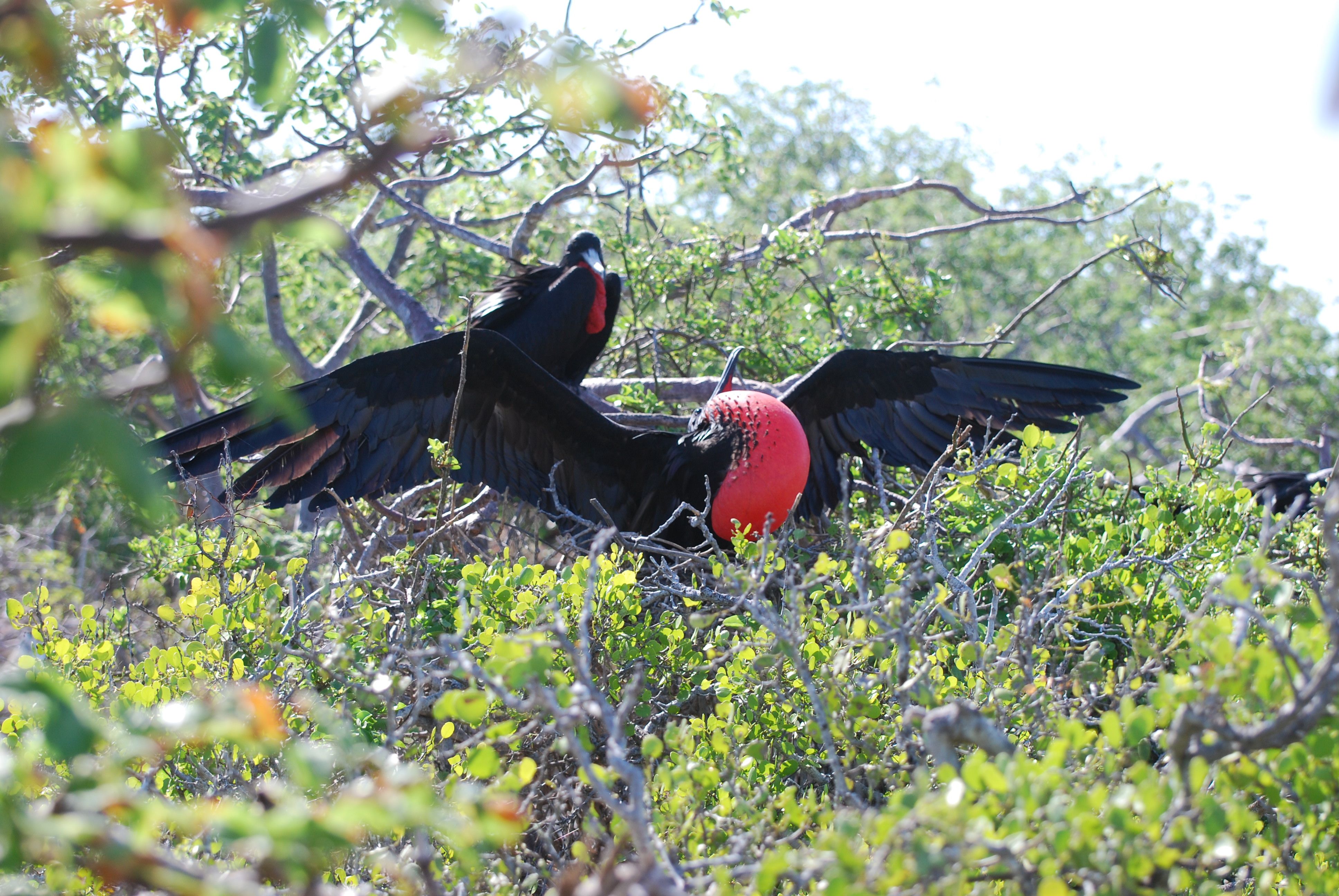 FrigateBirdDisplay_Espanola.jpg