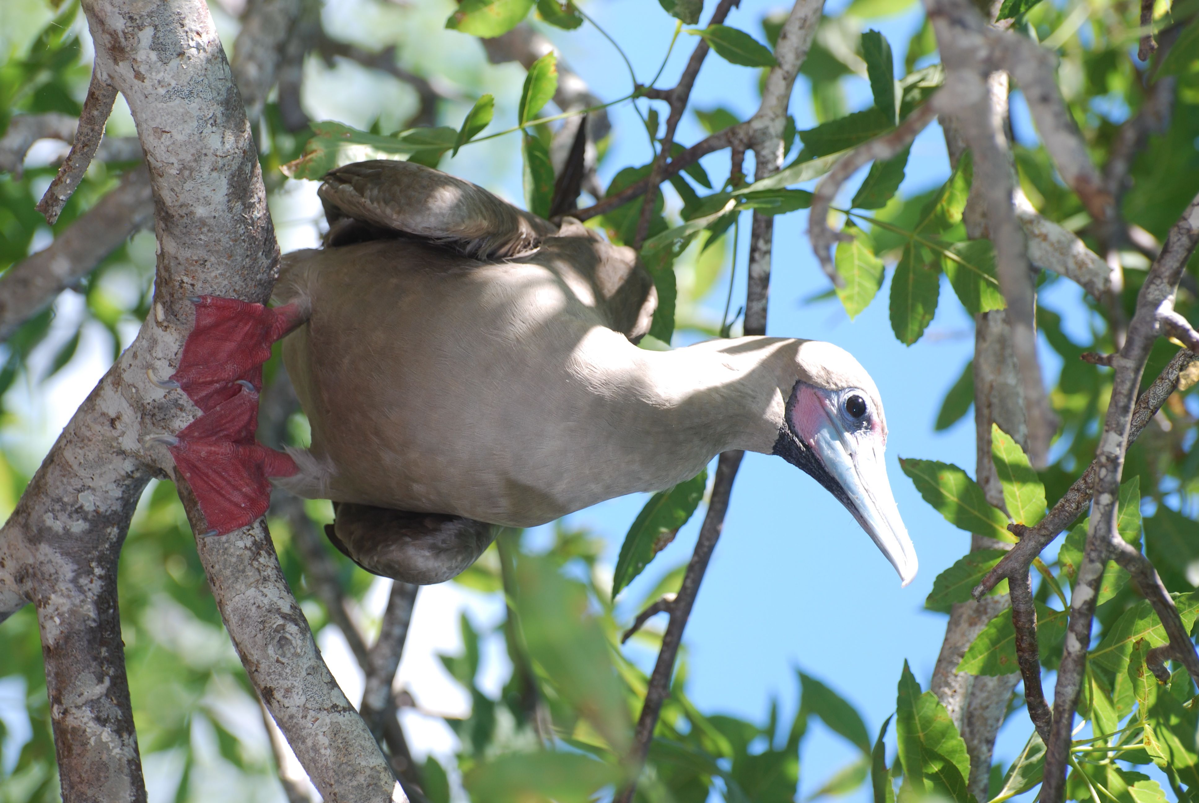 RedFooted_Booby_Genovese.jpg