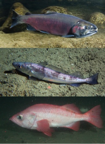 3species.jpg