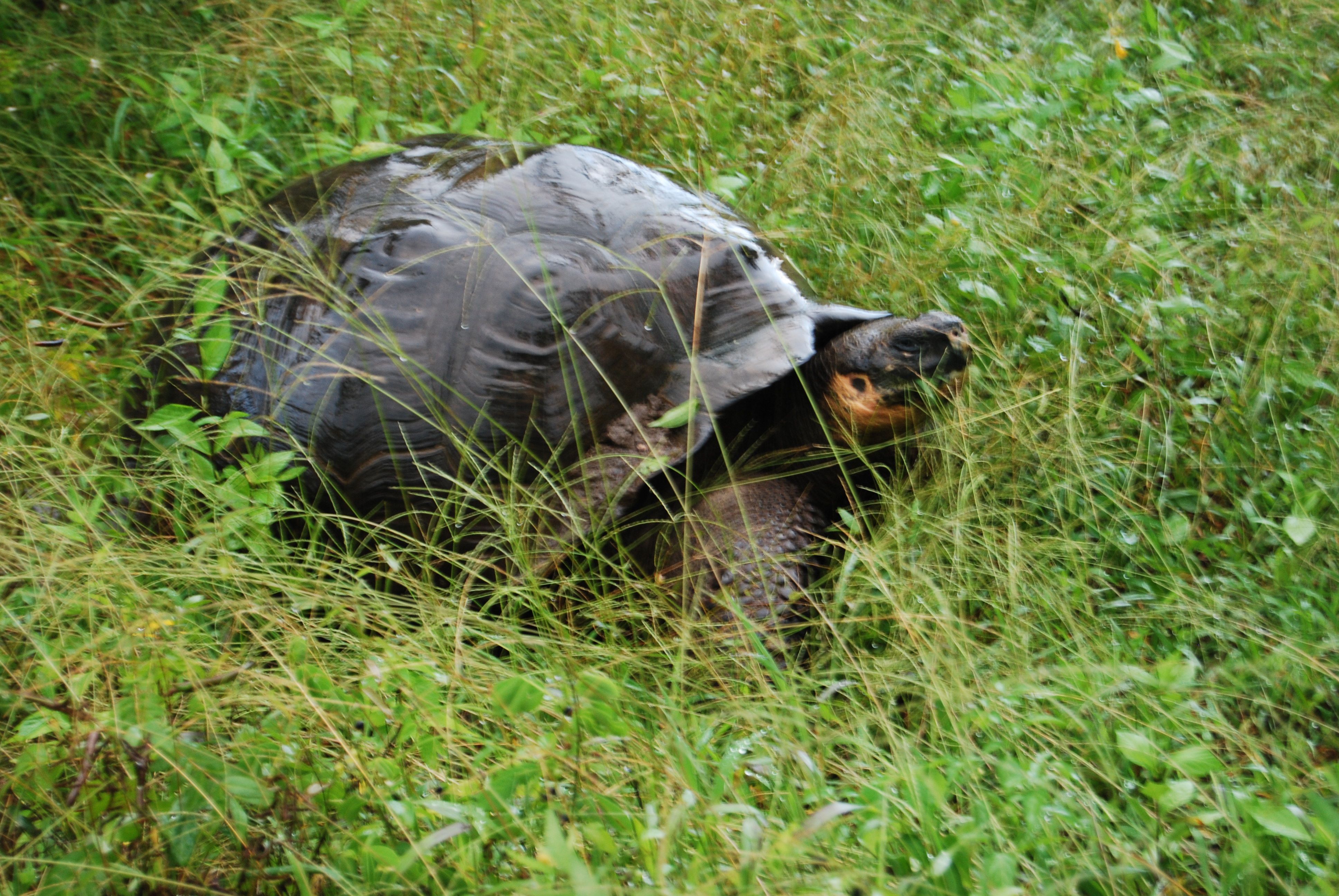 Galapagos Tortoise Santa Cruz.jpg