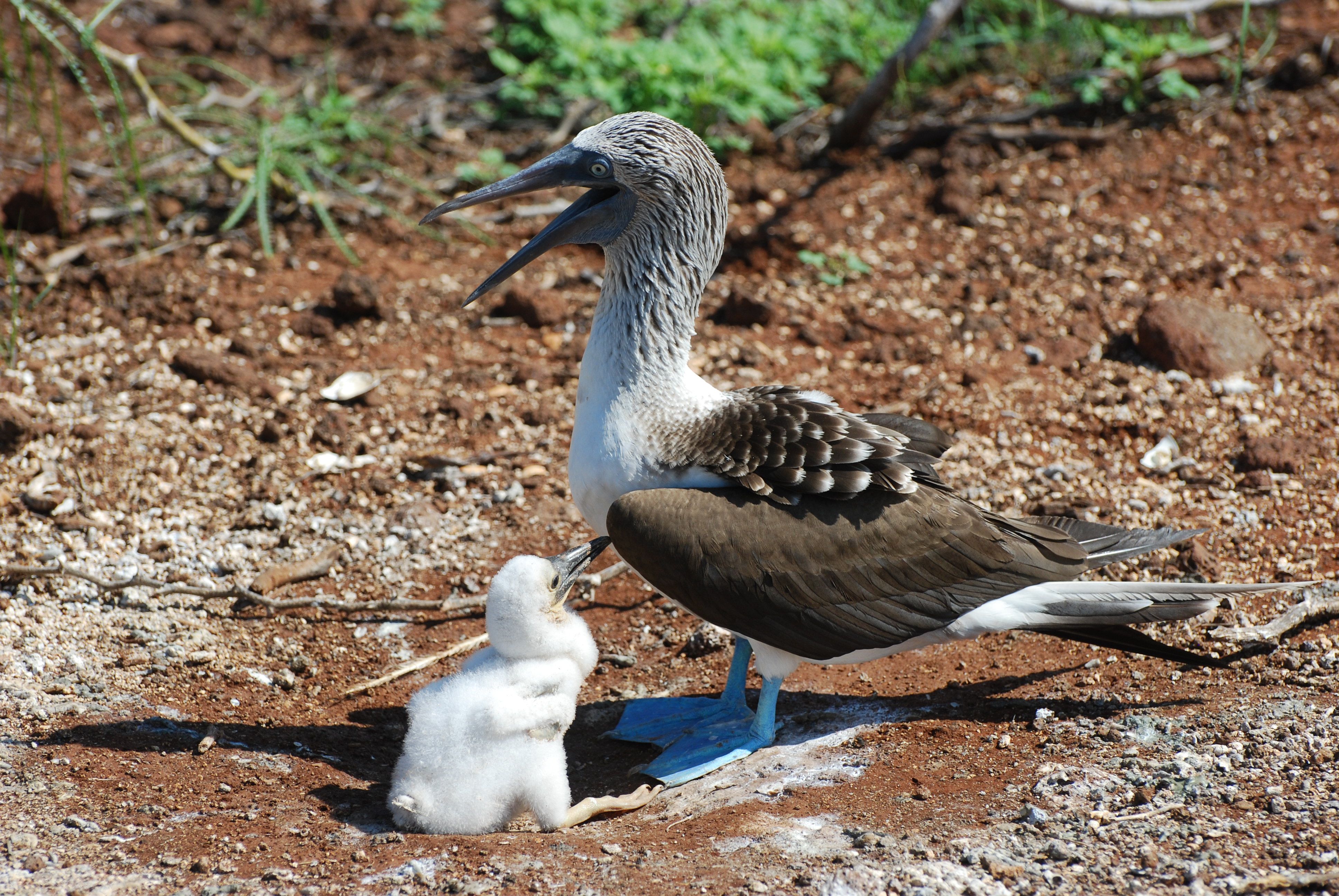 BlueFoot_Booby_with_juvenile.jpg